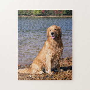 Puzzle Golden retriever se reposant