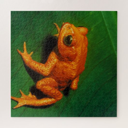 PUZZLE GOLDEN TOAD (Horizontal)
