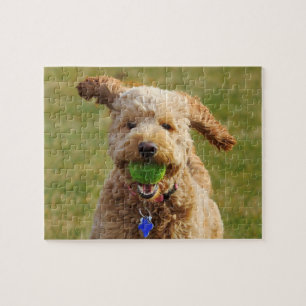 Puzzle Goldendoodle avec balle