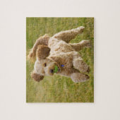 Puzzle Goldendoodle Lecture Récupérer (Vertical)