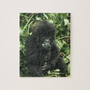 Puzzle Gorille des montagnes, (Gorilla gorilla beringei),