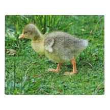 Gosling. Lac Roath Park, Cardiff, Pays de Galles.