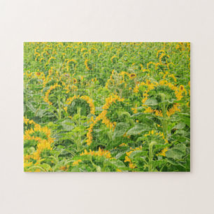 Puzzle Grand champ de tournesols près de Moses Lake, WA 3