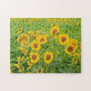Puzzle Grand champ de tournesols près du lac Moses, WA 2
