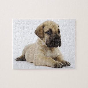 Puzzle Grand chiot Dane Lying in Studio