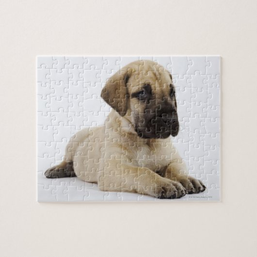 Puzzle Grand chiot Dane Lying in Studio (Horizontal)