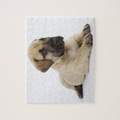Puzzle Grand chiot Dane Lying in Studio (Vertical)