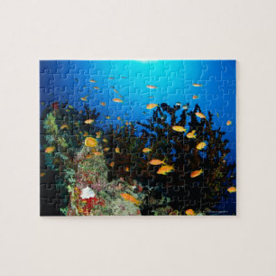 Puzzle Grand groupe de natation de poissons de Goldie de