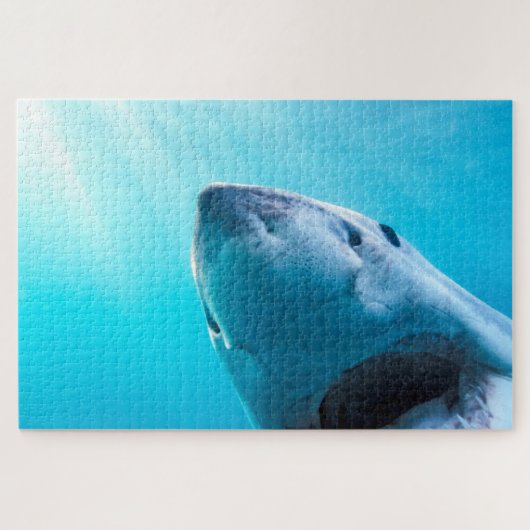 Puzzle Grand requin blanc | Afrique du Sud (Horizontal)