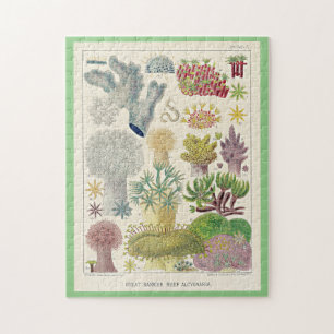 Puzzle Grande barrière de corail de l'Australie, Alcyonar