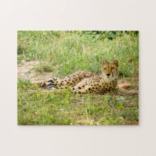 Puzzle Grands félins guépard.