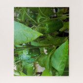 Puzzle Green peppers (Vertical)