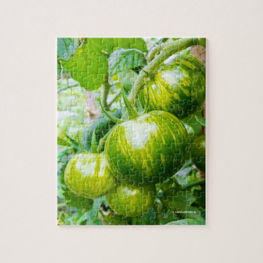 Puzzle Green Zebra Heirloom Tomatoes on the Vine (Vertical)