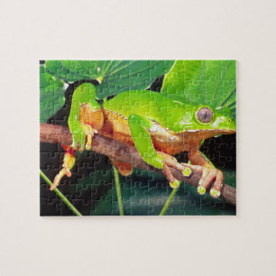 Puzzle Grenouille arboricole singe bicolore, Phyllomedusa
