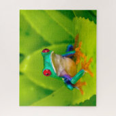 Puzzle Grenouille aux yeux rouges, Costa Rica (Vertical)