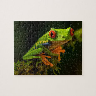 Puzzle Grenouille des arbres rouges