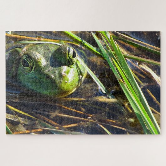 Puzzle Grenouille taureau (Horizontal)
