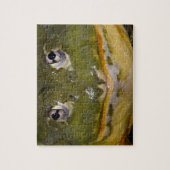 Puzzle Grenouille-taureau africaine, Pyxicephalus (Vertical)