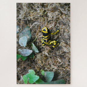 Puzzle Grenouilles tropicales.