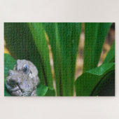Puzzle Grenouilles tropicales. (Horizontal)