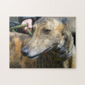 Puzzle Greyhound (p289) (Horizontal)