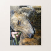 Puzzle Greyhound (p289) (Vertical)