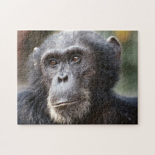 Puzzle Gros plan de chimpanzé mâle (Horizontal)