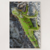 Puzzle Gros plan de l'iguane à Key West Florida (Vertical)