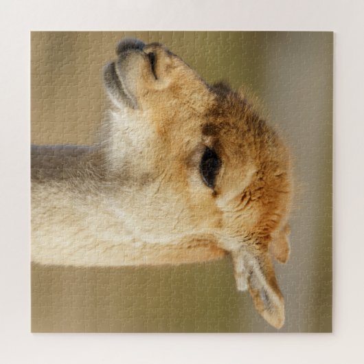 Puzzle Gros plan de Vicuna (Horizontal)