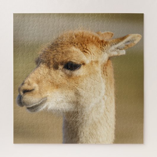 Puzzle Gros plan de Vicuna (Vertical)