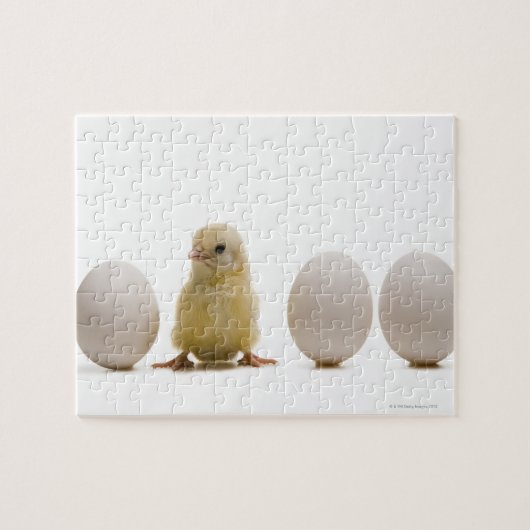 Puzzle Gros plan d'un bébé poussin avec trois oeufs (Horizontal)