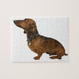Puzzle Gros plan d'un dachshund