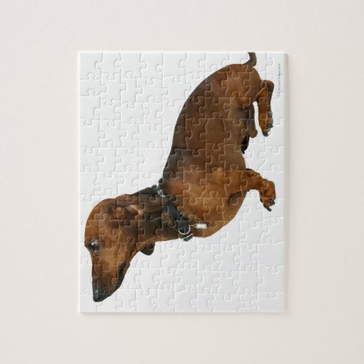 Puzzle Gros plan d'un dachshund (Vertical)