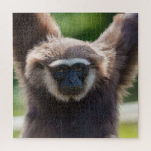 Puzzle Gros plan d'une Gibbon pendante