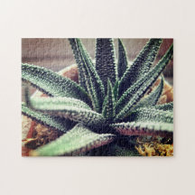 Gros plan Succulent Houseplant Relaxant Self-Care