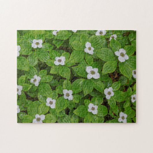 Puzzle Gros plan sur le cornouiller à fleurs blanches (Horizontal)