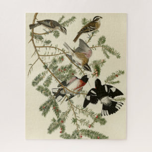 Puzzle Grosbeak à poitrine rose, Oiseaux d'Amérique d'Aud