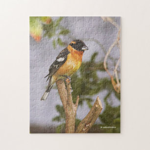 Puzzle Grosbeak à tête noire à la branche