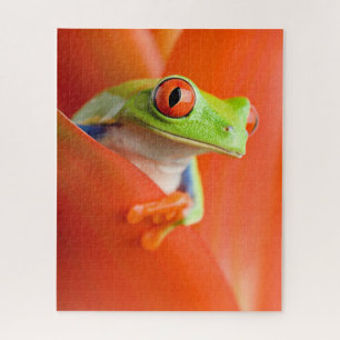 Puzzle Grosse grenouille aux yeux rouges Gros plan, Puzzl