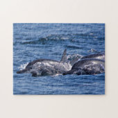 Puzzle Groupe de dauphins de goulot - Oman (Horizontal)