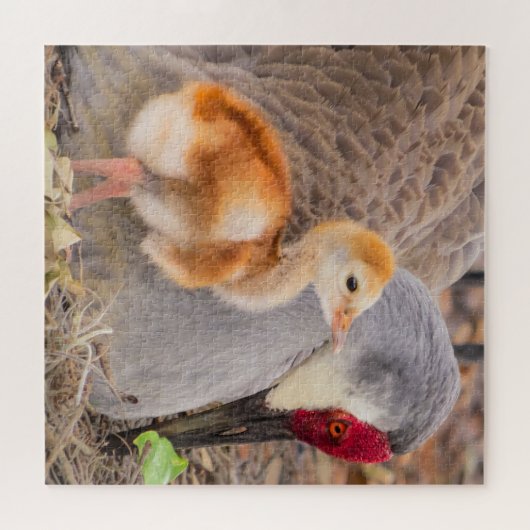 Puzzle Grue de Sandhill et chick mignon (Horizontal)
