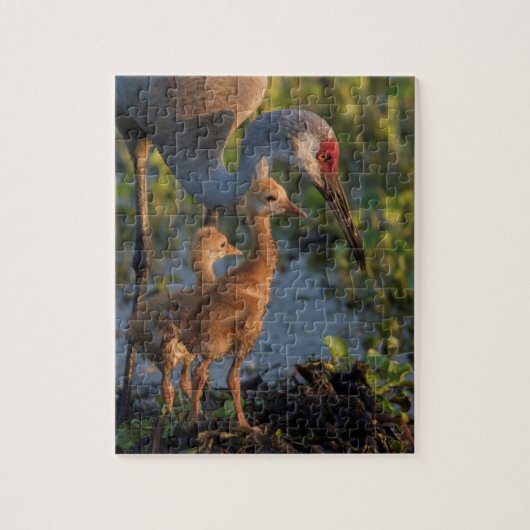 Puzzle Grue du Canada avec poussins, Floride (Vertical)