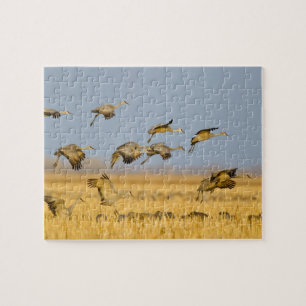 Puzzle Grues du Canada atterrissent dans des champs de ma