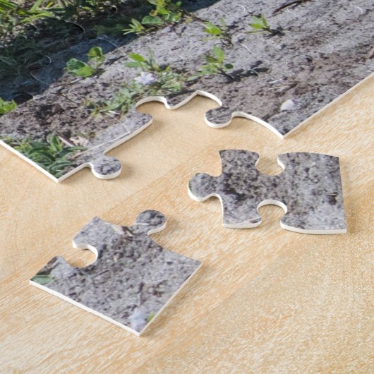 Puzzle Grues Sandhill en Floride en champ vert photo (Côté)