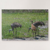 Puzzle Grues Sandhill en Floride en champ vert photo (Horizontal)