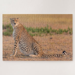 Puzzle Guépard se reposant tôt le matin