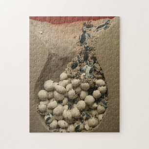 Puzzle Hachure d'oeufs de tortue de bébé