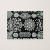 Puzzle Haeckel Diatomea (Horizontal)