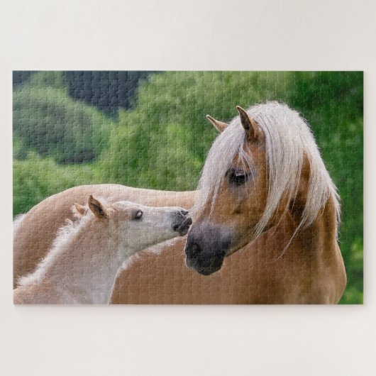 Puzzle Haflinger mare and foal cuddling (Horizontal)