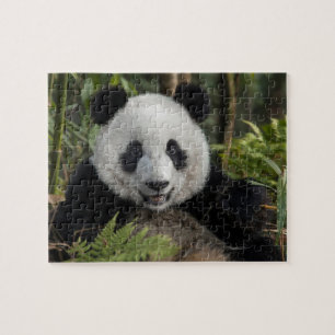 Puzzle Happy young panda